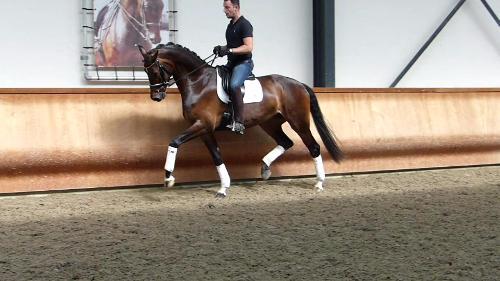 dressage horse for sale in Netherlands 